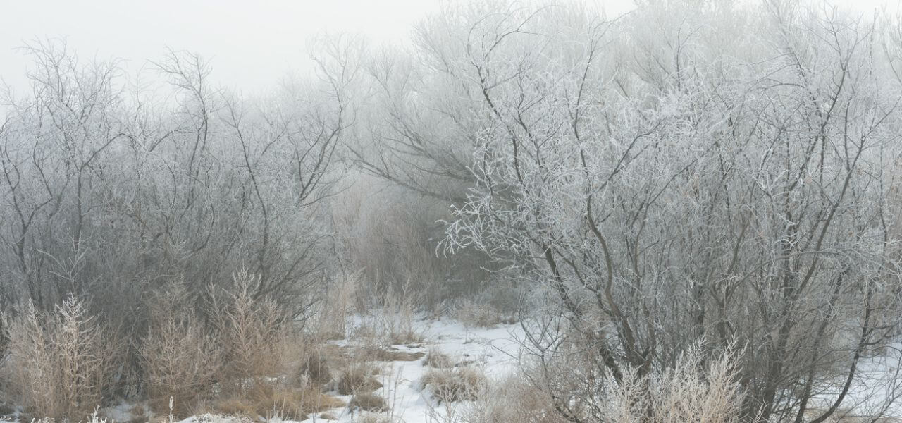 Snowy Trees 1280 x 600